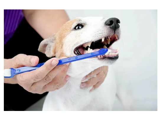Breedo (Combo of 4) Dog Toothpaste + Teeth Brush + Comb + Slicker For All Breed Dogs Basic Comb for Dog & Cat, Dog, Monkey, Rabbit, Hamster