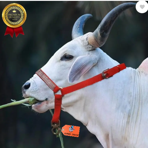 SUPER Cow/Buffalo Mohri/mohra with Strong Bhanwar kadhi, Halter Nylon Rope Cow Everyday Collar  (Large, MULTICOLOR)