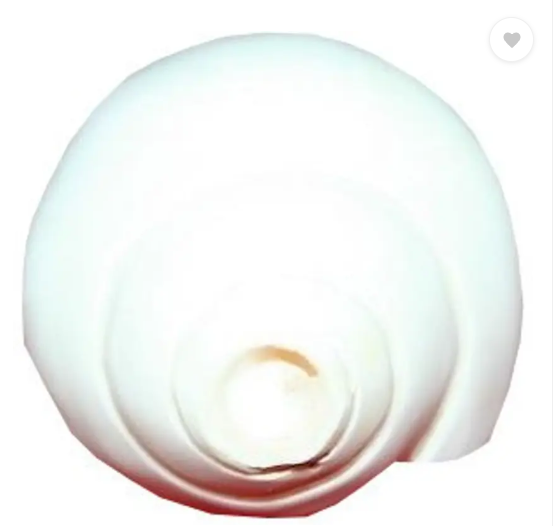 SG MUSICAL Conch